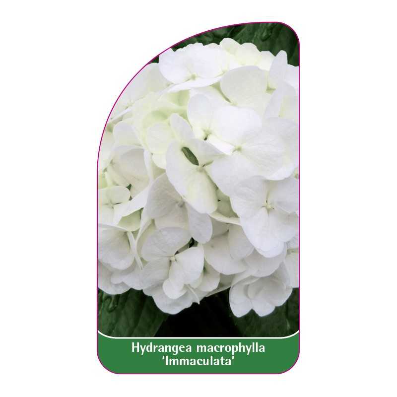 hydrangea-macrophylla-immaculata-1