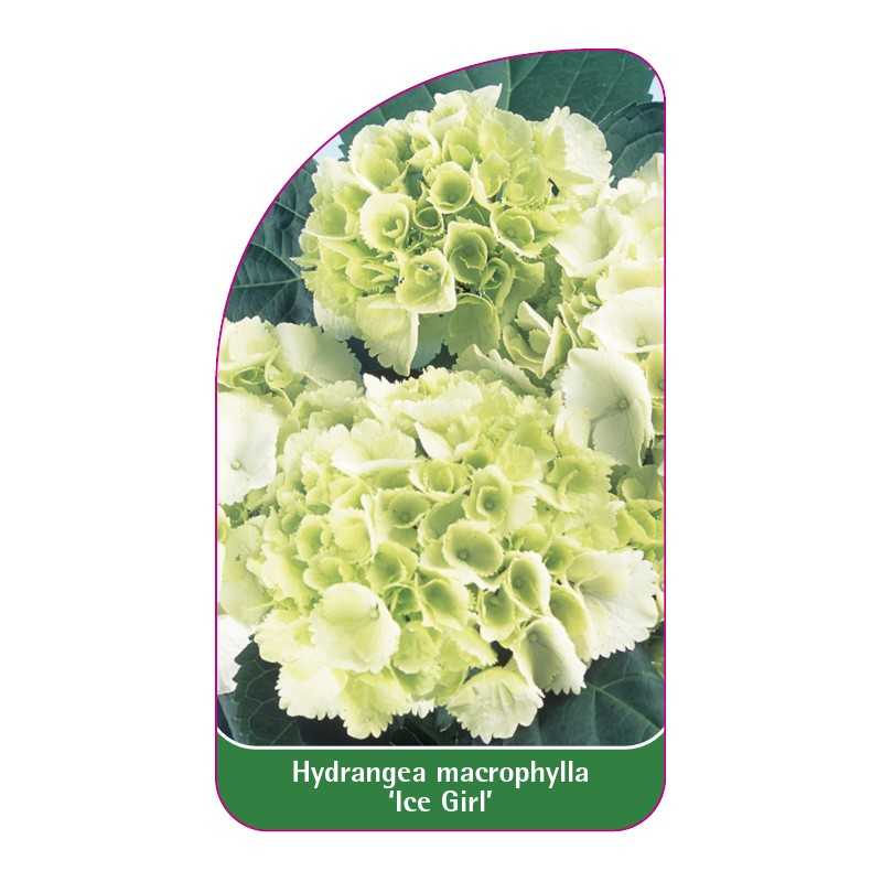 hydrangea-macrophylla-ice-girl-1