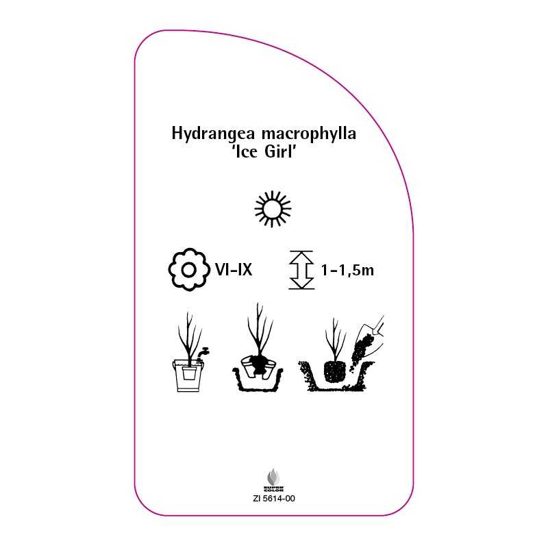 hydrangea-macrophylla-ice-girl-0