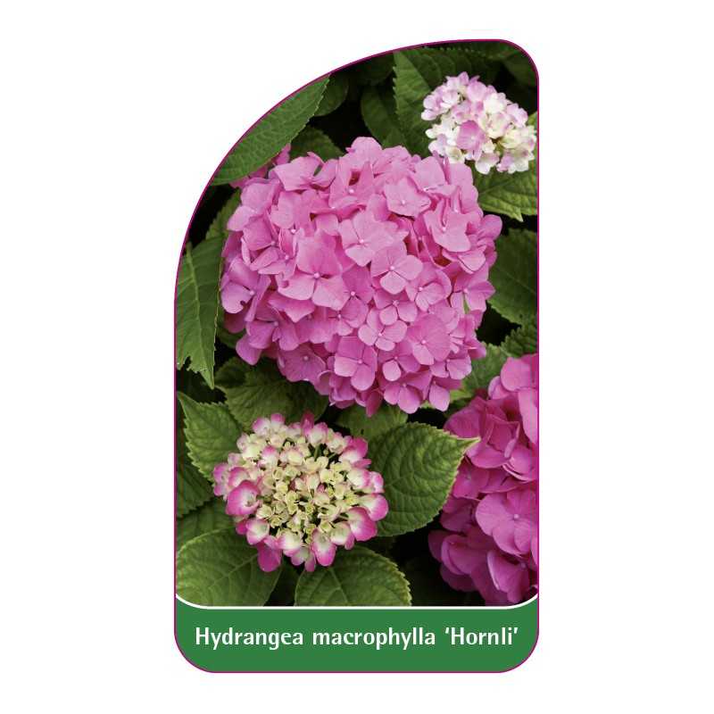 hydrangea-macrophylla-hornli-1