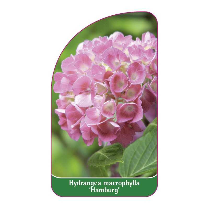 hydrangea-macrophylla-hamburg-1