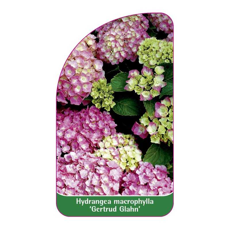 hydrangea-macrophylla-gertrud-glahn-b1