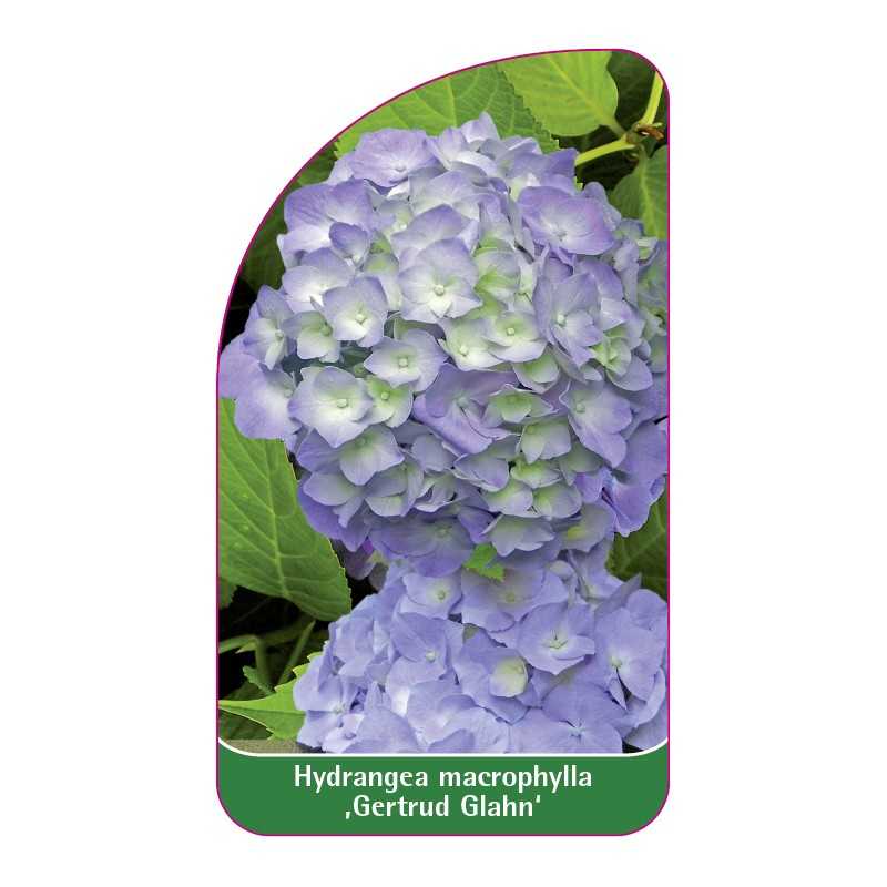 hydrangea-macrophylla-gertrud-glahn-a1