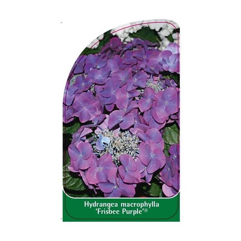hydrangea-macrophylla-frisbee-purple-1