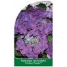 hydrangea-macrophylla-frisbee-purple-1