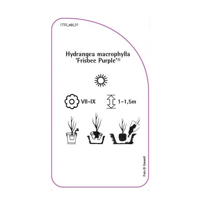 hydrangea-macrophylla-frisbee-purple-0