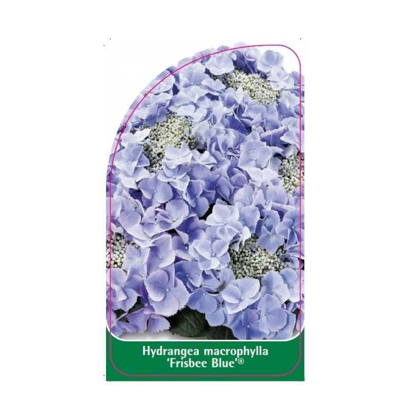 hydrangea-macrophylla-frisbee-blue-1