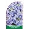 hydrangea-macrophylla-frisbee-blue-1
