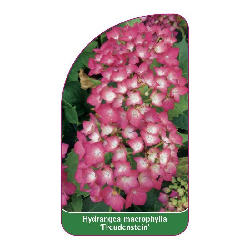 hydrangea-macrophylla-freudenstein-1