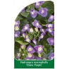 hydrangea-macrophylla-flame-purple-1