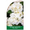 hydrangea-macrophylla-first-white-1
