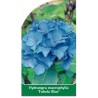 hydrangea-macrophylla-fabolo-blue-1