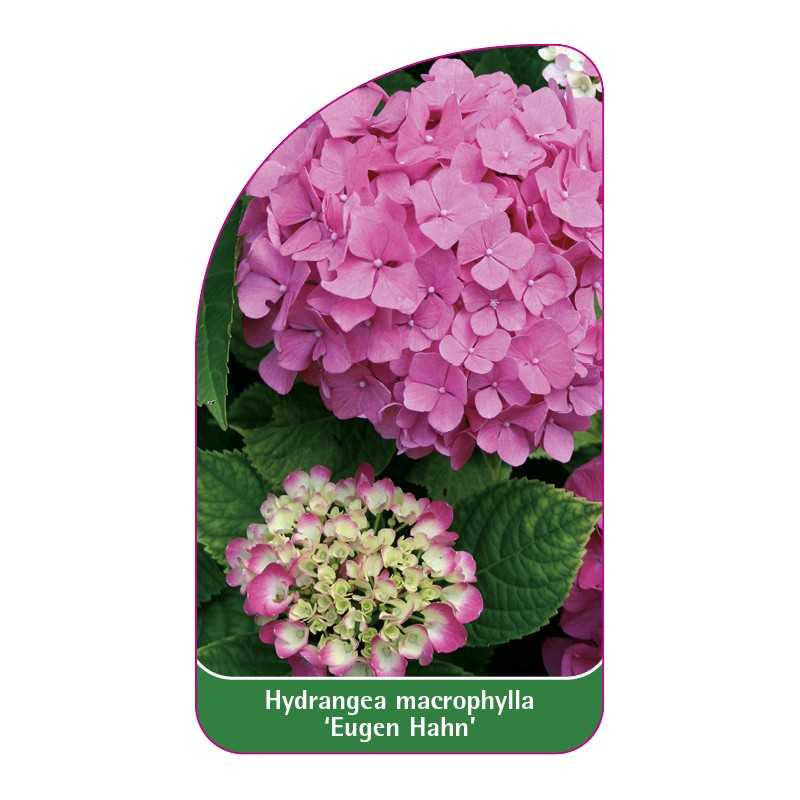 hydrangea-macrophylla-eugen-hahn-b1