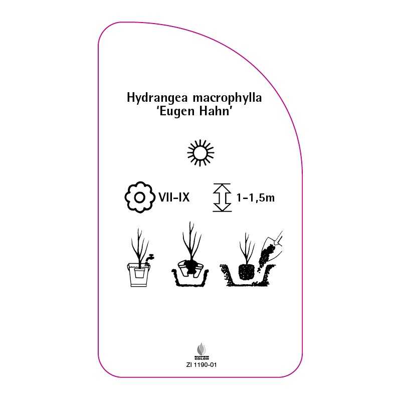 hydrangea-macrophylla-eugen-hahn-b0