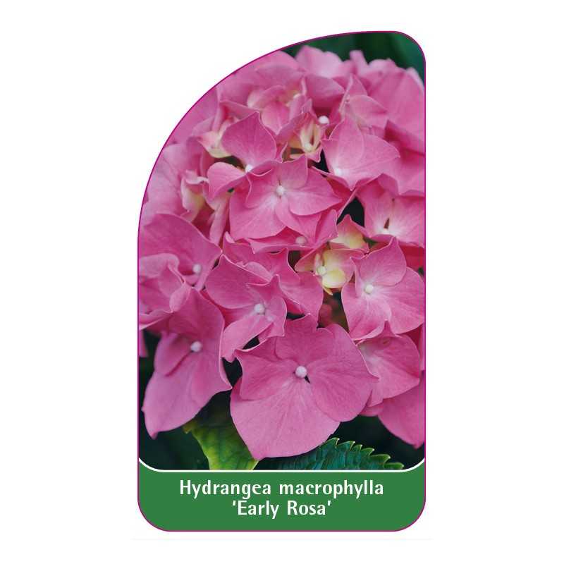 hydrangea-macrophylla-early-rosa-1
