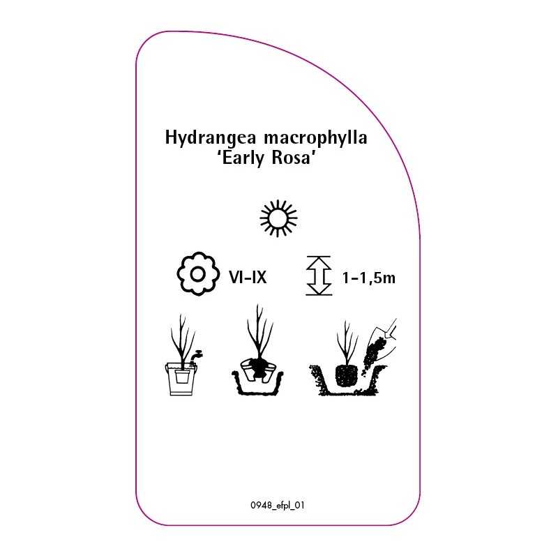 hydrangea-macrophylla-early-rosa-0