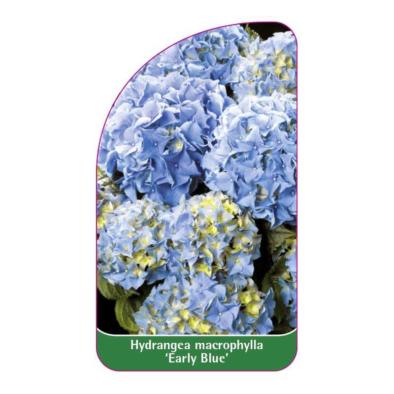 hydrangea-macrophylla-early-blue-1