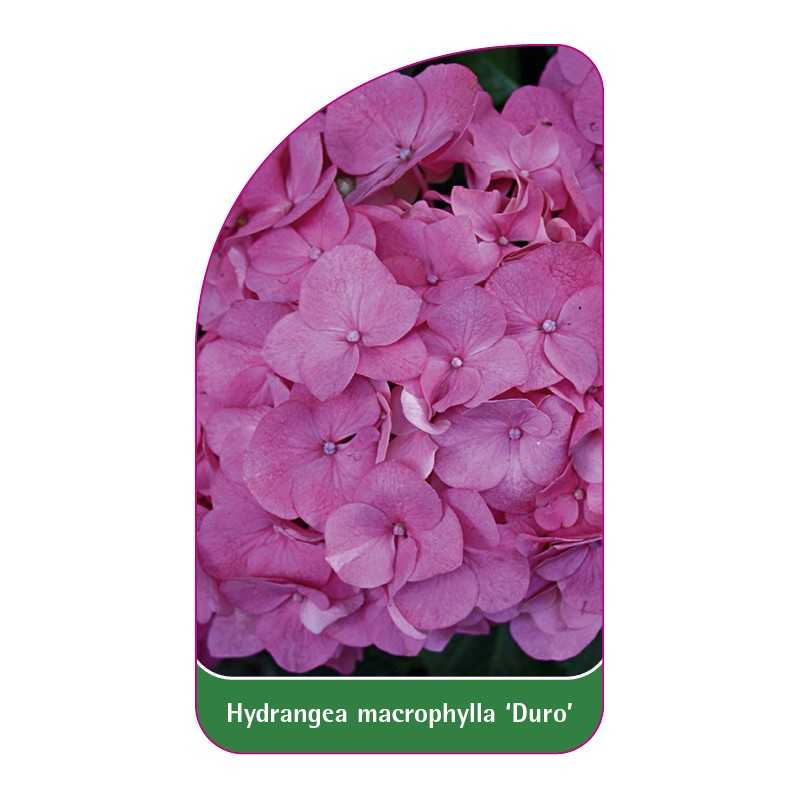 hydrangea-macrophylla-duro-1