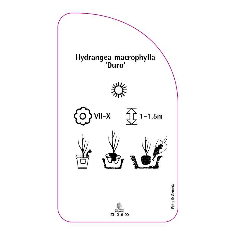 hydrangea-macrophylla-duro-0
