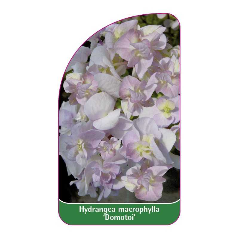 hydrangea-macrophylla-domotoi-1