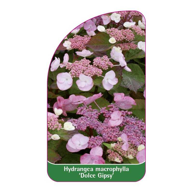 hydrangea-macrophylla-dolce-gipsy-1