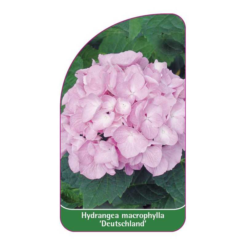 hydrangea-macrophylla-deutschland-1