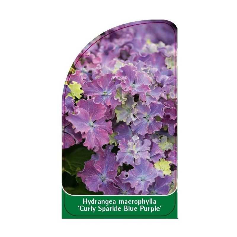 hydrangea-macrophylla-curly-sparkle-blue-purple-1