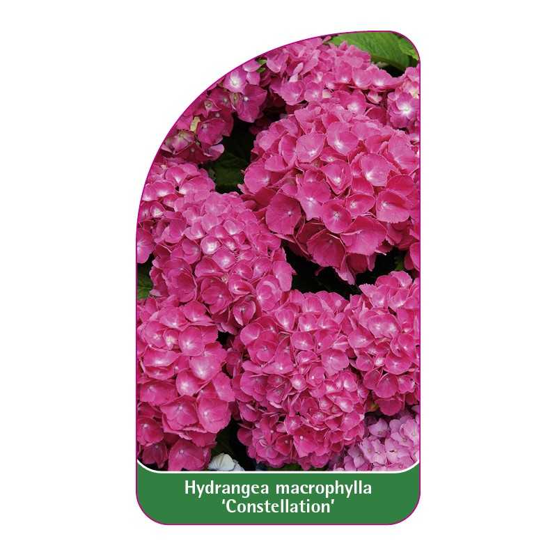 hydrangea-macrophylla-constellation-b1