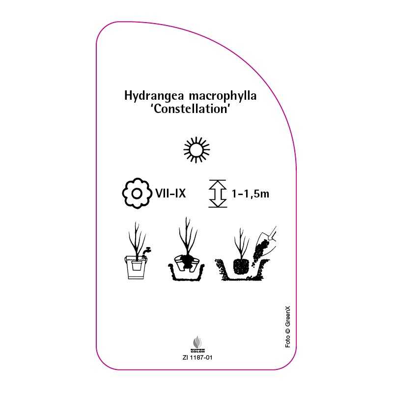 hydrangea-macrophylla-constellation-b0