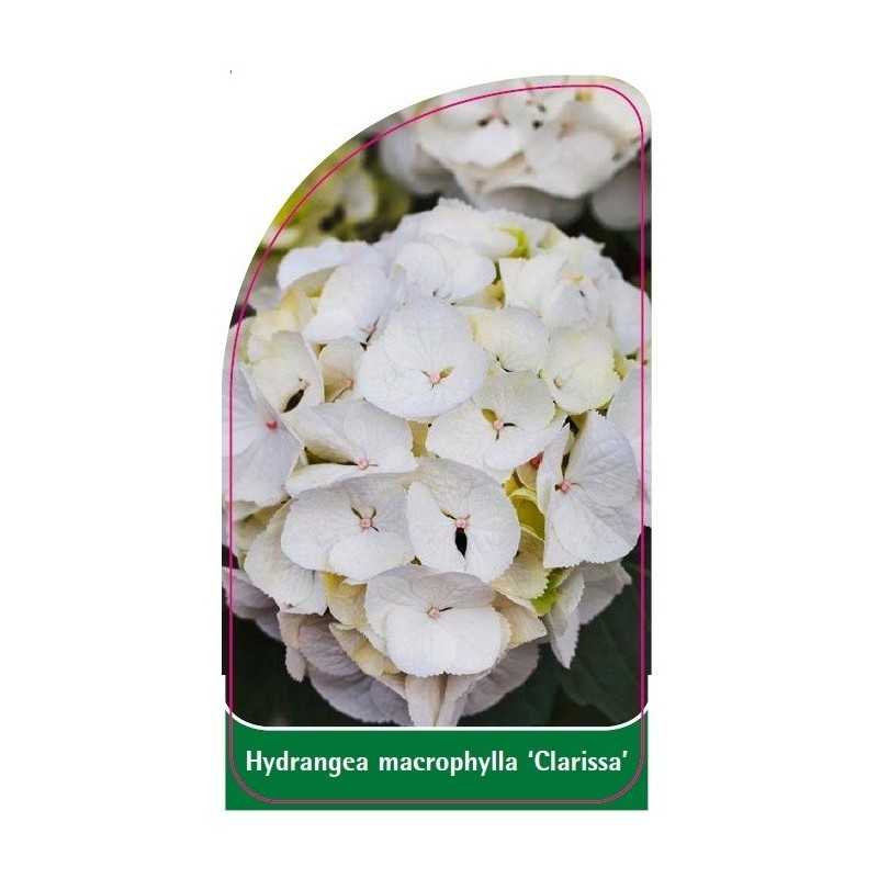 hydrangea-macrophylla-clarissa-1