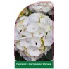 hydrangea-macrophylla-clarissa-1