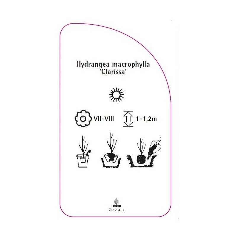 hydrangea-macrophylla-clarissa-0