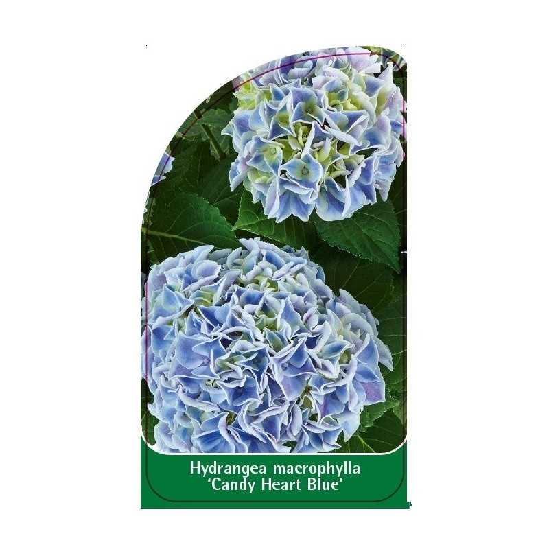 hydrangea-macrophylla-candy-heart-blue-1