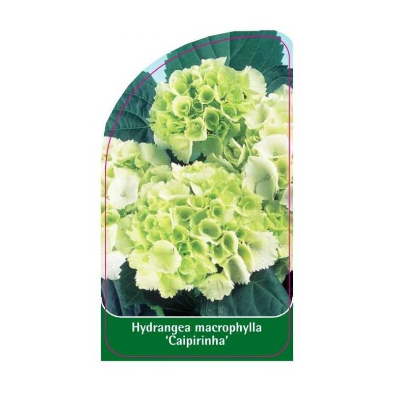 hydrangea-macrophylla-caipirinha-1