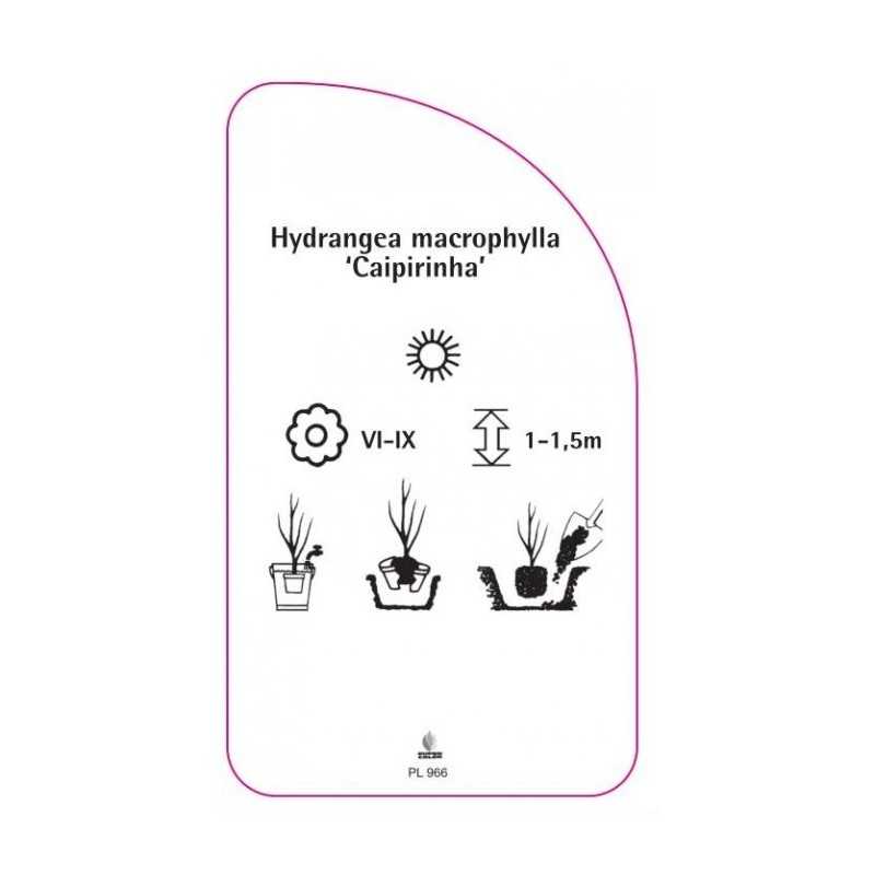 hydrangea-macrophylla-caipirinha-0