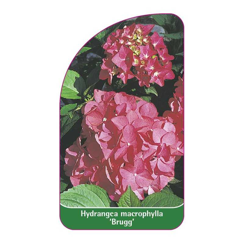hydrangea-macrophylla-brugg-1