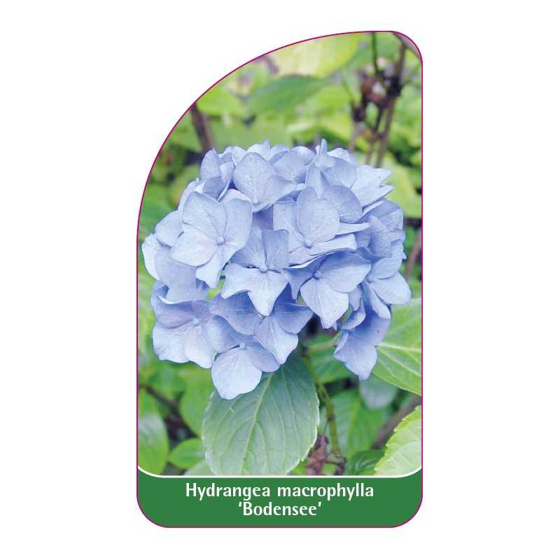 hydrangea-macrophylla-bodensee-1