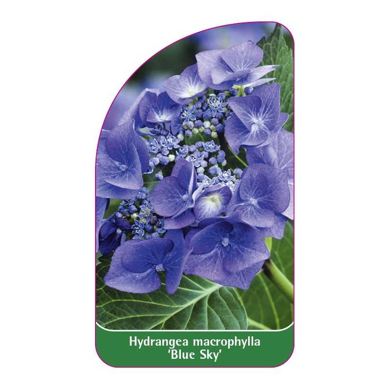 hydrangea-macrophylla-blue-sky-1