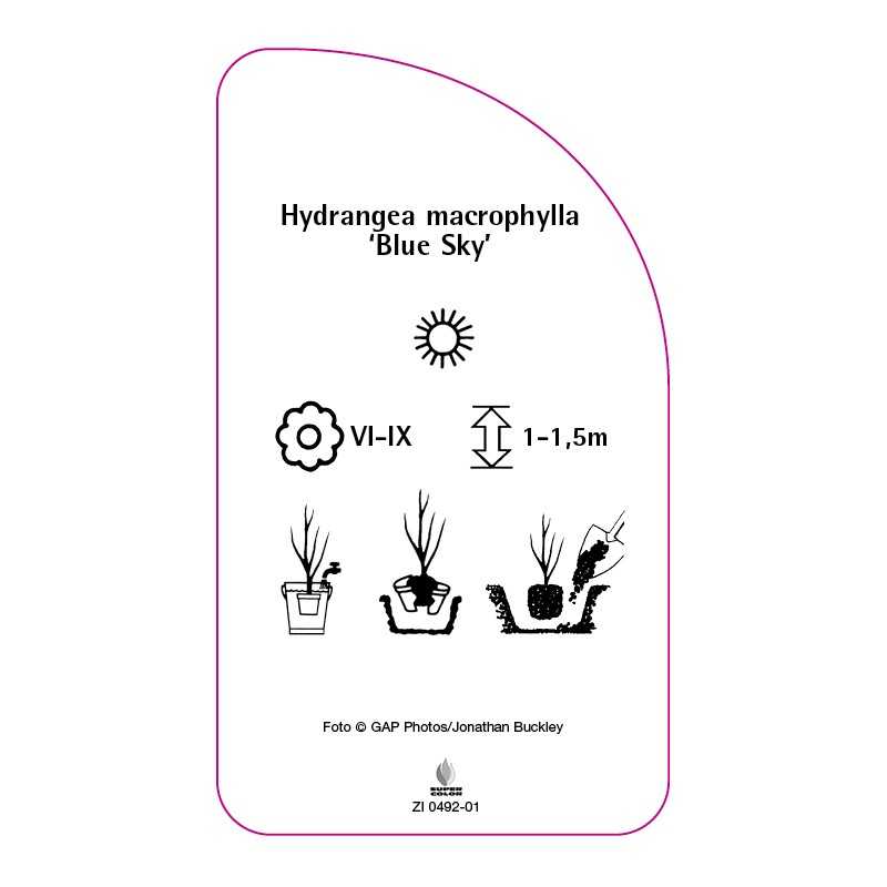 hydrangea-macrophylla-blue-sky-0