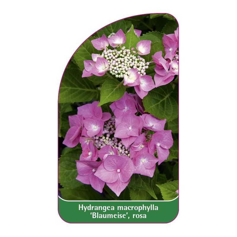 hydrangea-macrophylla-blaumeise-rosa1