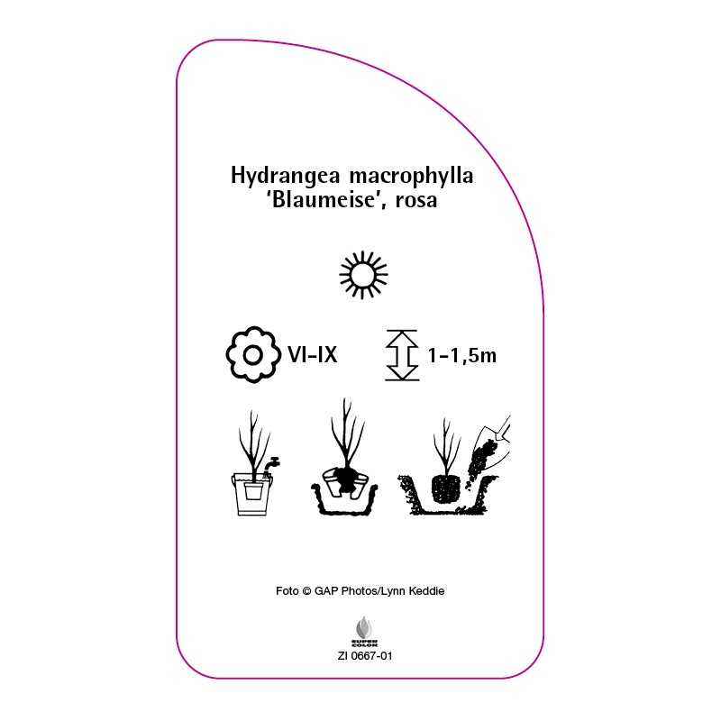 hydrangea-macrophylla-blaumeise-rosa0