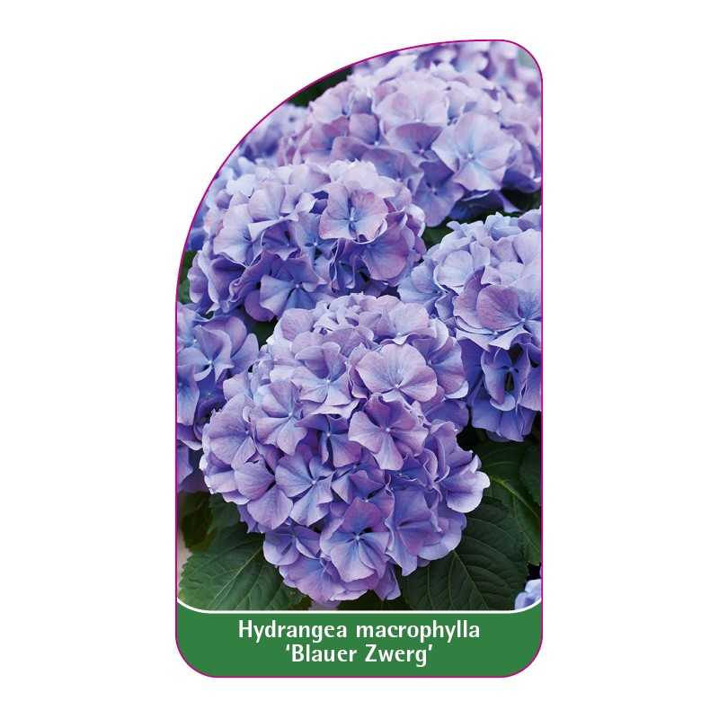 hydrangea-macrophylla-blauer-zwerg-1