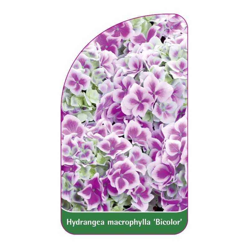 hydrangea-macrophylla-bicolor-1