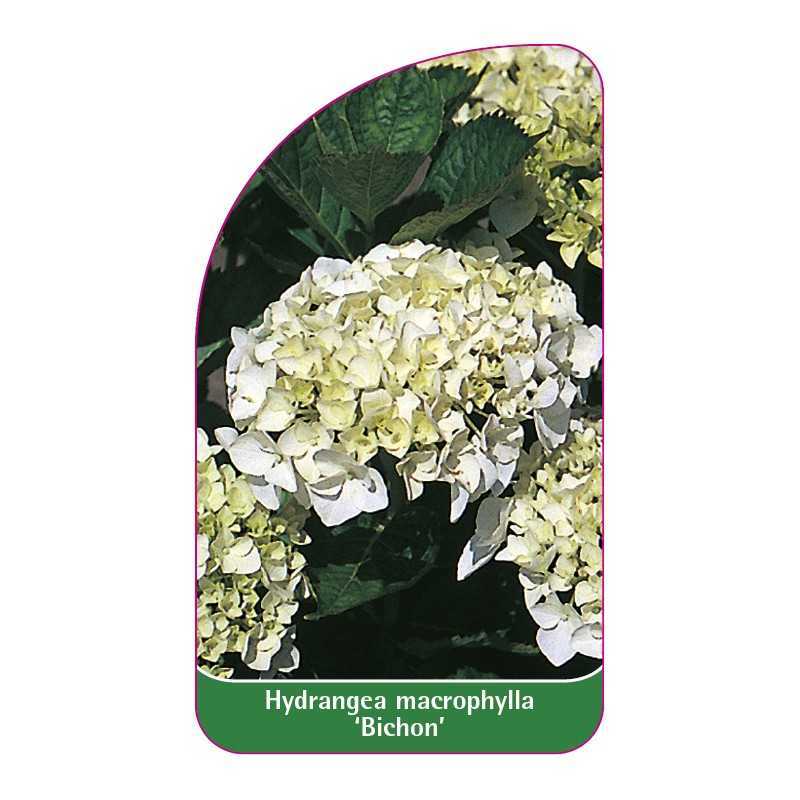 hydrangea-macrophylla-bichon-1