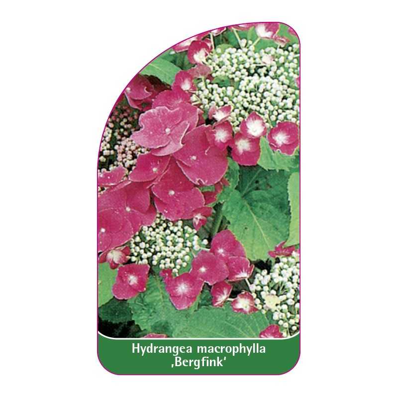 hydrangea-macrophylla-bergfink-1