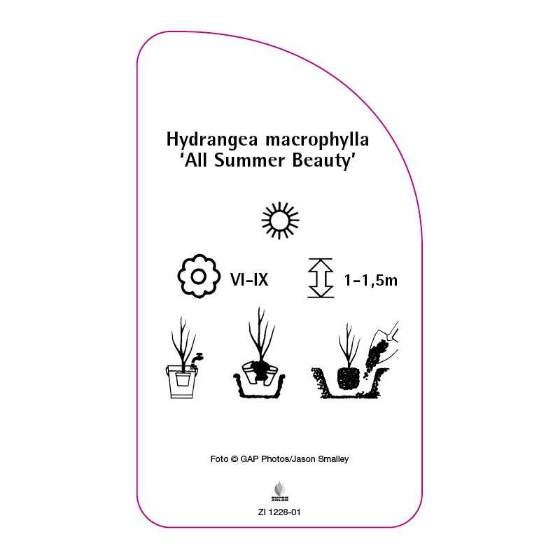 hydrangea-macrophylla-all-summer-beauty-b0