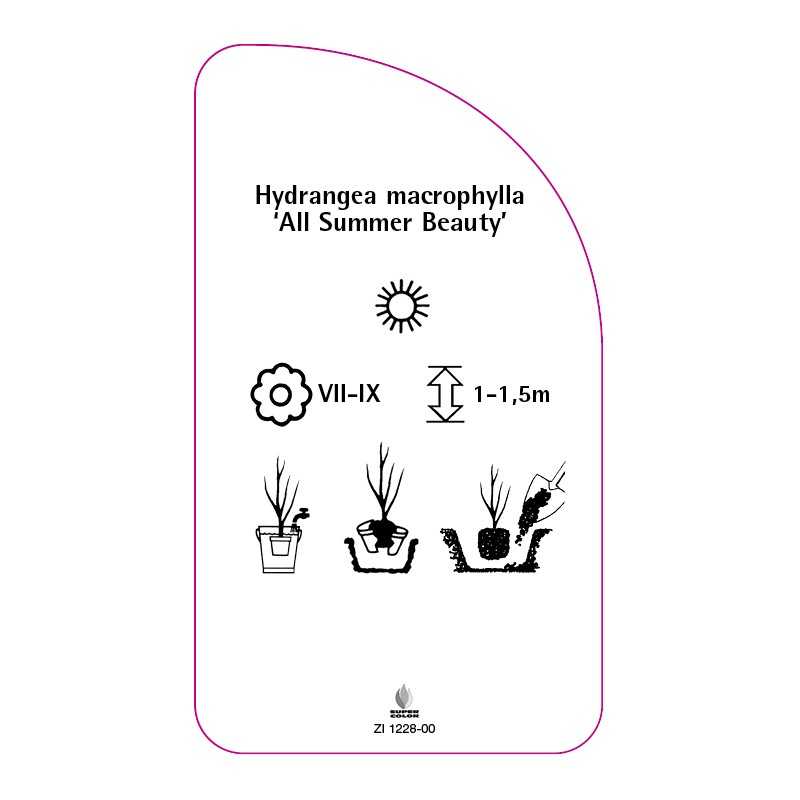 hydrangea-macrophylla-all-summer-beauty-a0