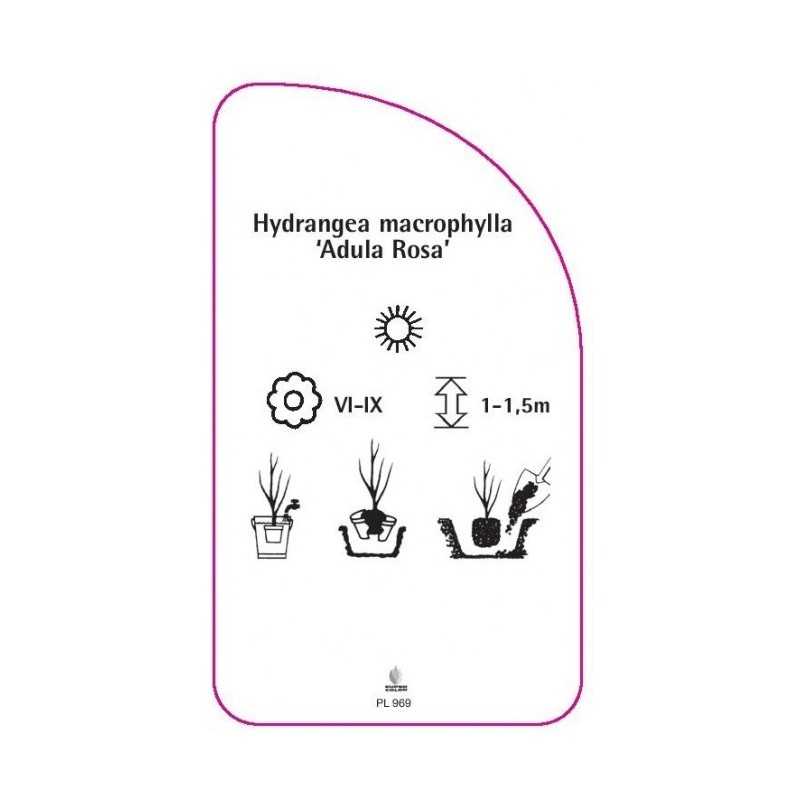 hydrangea-macrophylla-adula-rosa-0