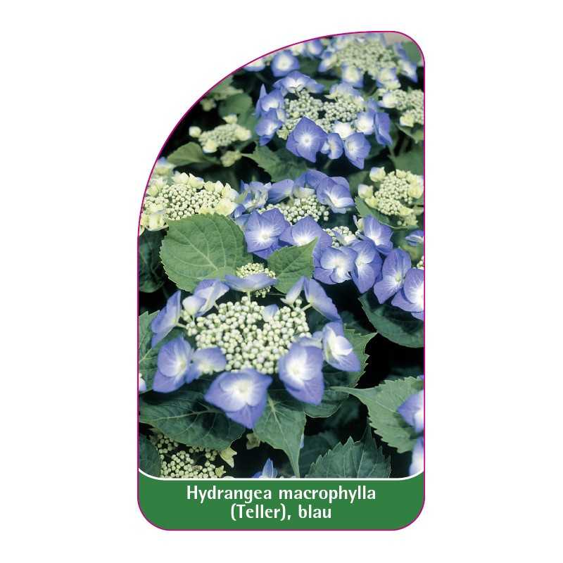 hydrangea-macrophylla-teller-blau1