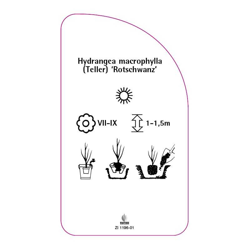 hydrangea-macrophylla-teller-rotschwanz-0